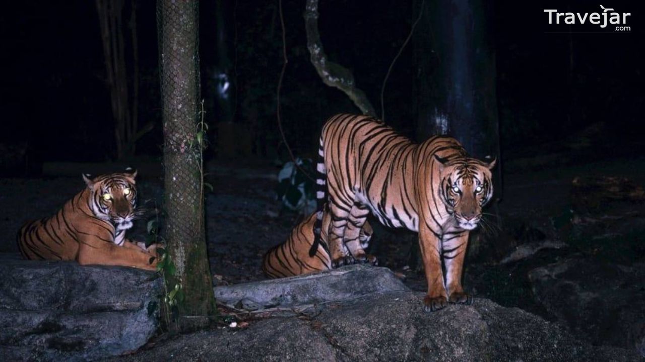 Experience The Magic: Your Guide To Singapore Night Zoo Tickets